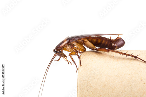  Cockroach and roach eggs on white background