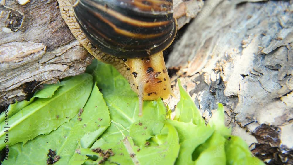 Giant African land snail eating fresh green leave Stock Video Adobe Stock