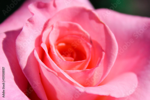 beautiful rose
