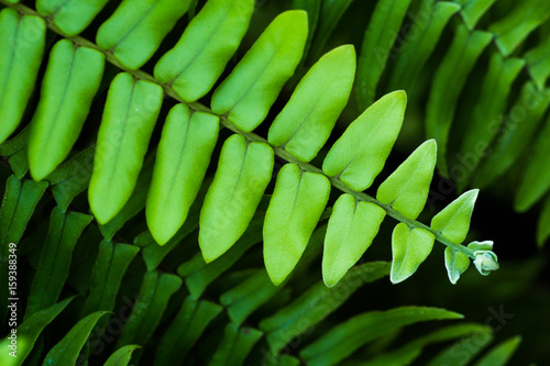 Macro photo of fern with selective focus