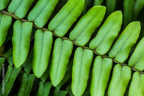 Macro photo of fern with selective focus