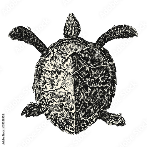 vintage vector animal drawing: retro illustration of a sea turtle (loggerhead or caretta caretta)