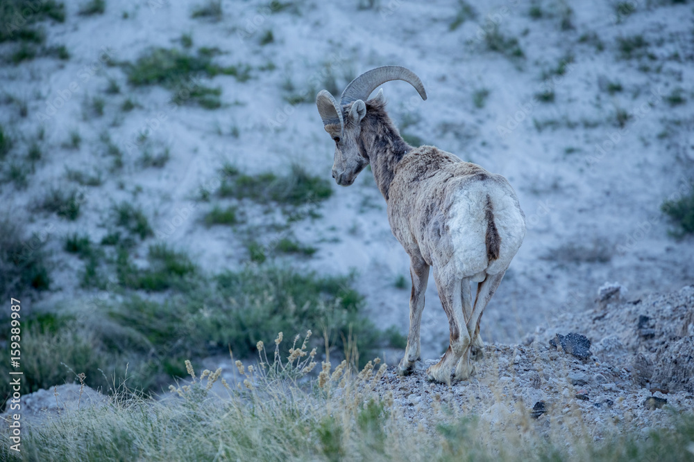 Big Horn Sheep / Ram on Rock in Badlands National Park Big Horn Sheep / Ram on Rock in Badlands National Park