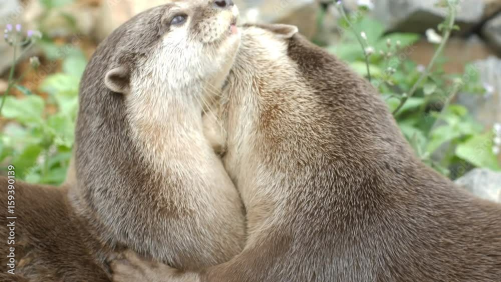 Two Oriental Small-Clawed Otter Playing Together Two Oriental Small-Clawed Otter Playing Together