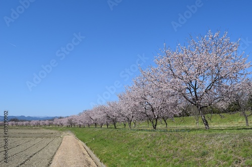 Foto 桜並木と青空　安行寒桜　北浅羽桜堤　埼玉県坂戸市　別名　大寒桜　オオカンザクラ
