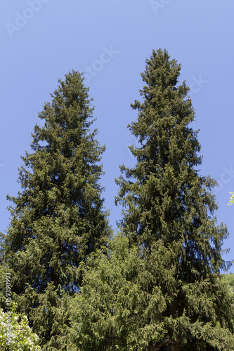 Two pines on the sky background