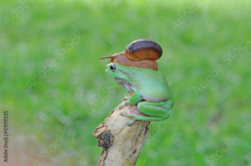 dumpy frog, frogs, tree frog, snails,