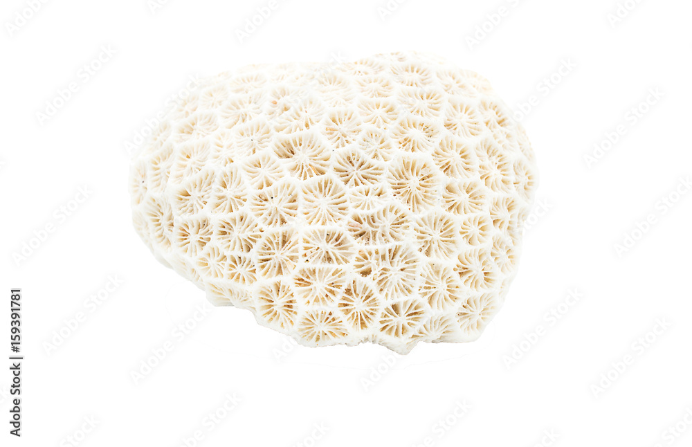 Obraz premium Dead coral on isolated background.