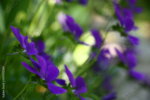 Viola./The viola blossoms. Monophonic violet flowers modestly look on a green background.