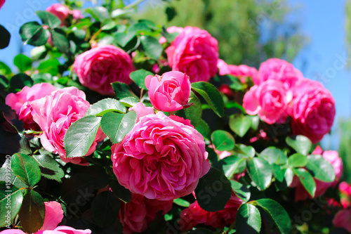 Ball-shaped rose