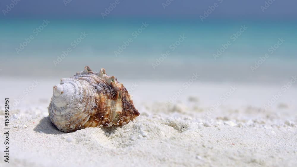 Seashell on sandy maldivian beach, nobody, travel destinations
Seashell on sandy maldivian beach, nobody, travel destinations