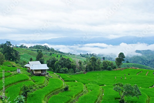 A lush rice field at Pa Pong Piang, Chiang Mai, Thailand