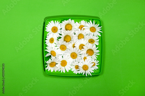 Flowers of camomiles on a green plate on a green background