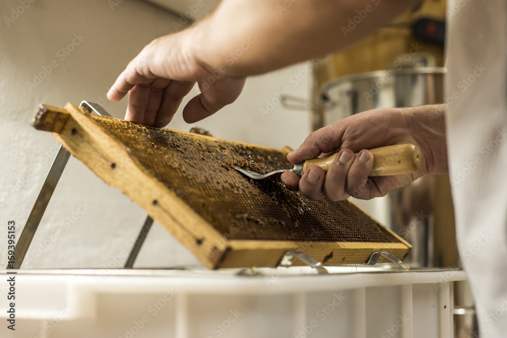 Honeycomb open unwaxing fork beekeeper uncapped for harvest golden delicious honey closeup Honeycomb open unwaxing fork beekeeper uncapped for harvest golden delicious honey closeup
