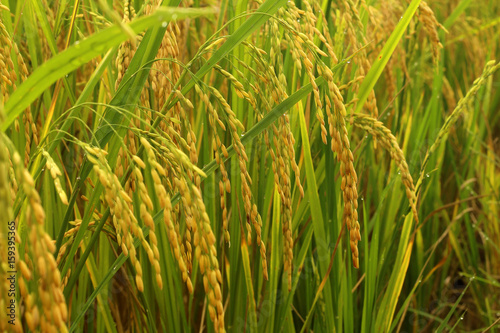 rice field with blurred background