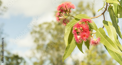 Australian red eucalyptus  flowers panoramic scene photo