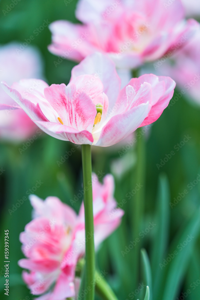 Close-Up Of Pink Flower Blooming Outdoors,shot in Shanghai,China. Close-Up Of Pink Flower Blooming Outdoors,shot in Shanghai,China.