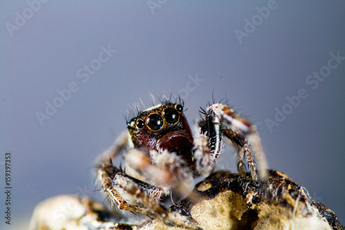 Fotografia, Obraz Jumping Spider