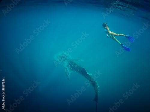 Beautiful Young Woman Swimming with Whale Shark in a Tropical Deep Ocean. Blue Wild Background View. Whale Shark in Crystal Clean Water. Girl Snorkeling with Shark. Blue Dramatic Diving. Underwater