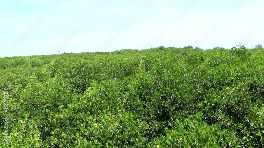 Mangrove wind blows the wind. Mangrove wind blows the wind.