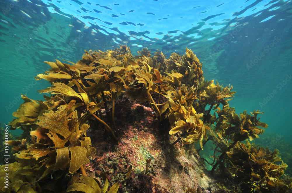 Fototapeta premium Brown stalked kelp Ecklonia radiata grows on rock close to sea surface.