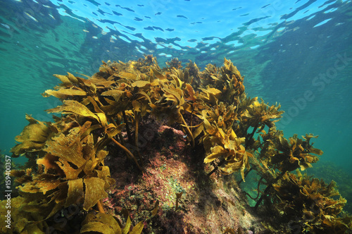 Brown stalked kelp Ecklonia radiata grows on rock close to sea surface. photo