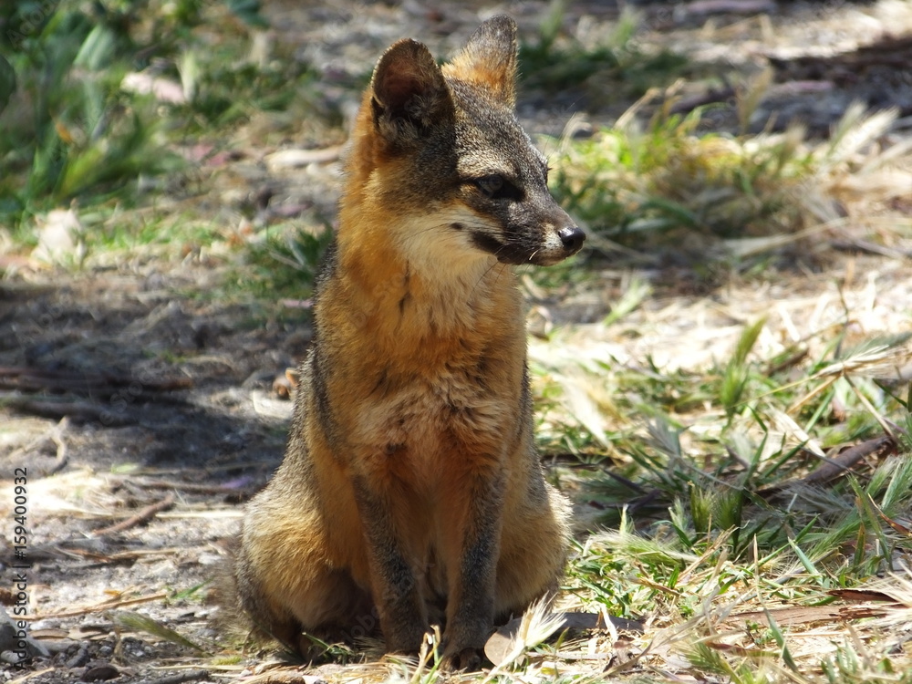Obraz premium Channel Island Fox