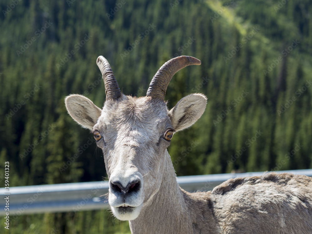 Mountain Goat Stare Mountain Goat Stare