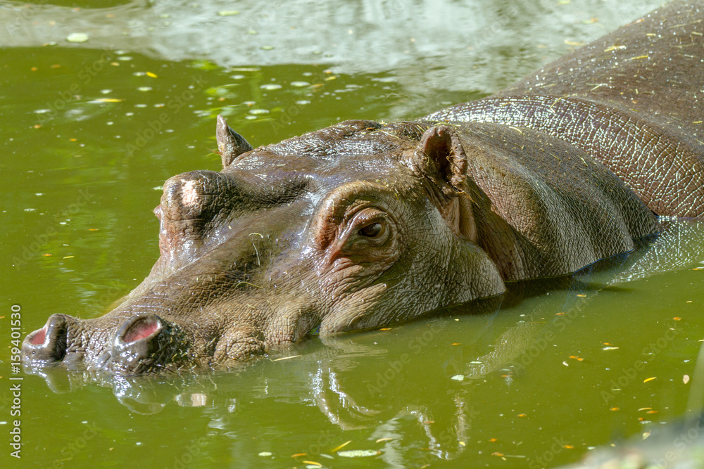 large mammal of a wild animal, hippopotamus in water large mammal of a wild animal, hippopotamus in water