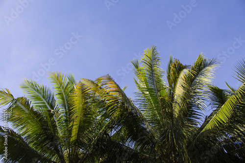 Palm tree crown with green leaves on blue sky background. Palm crowns on blue sky.