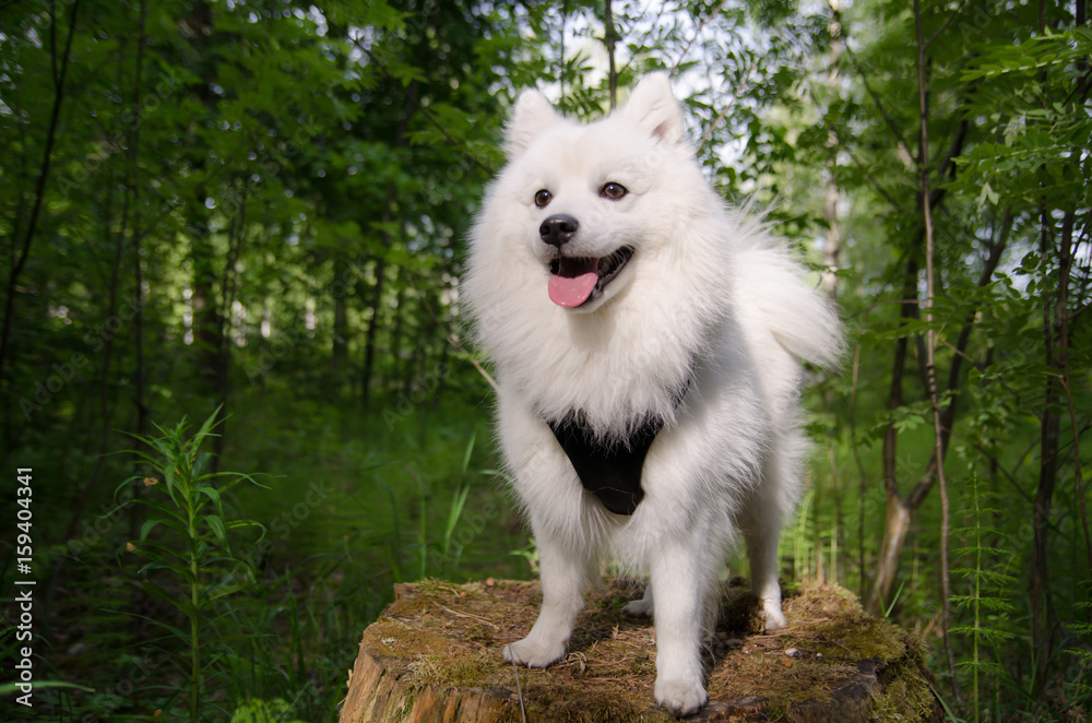 Happy japanese spitz in forest