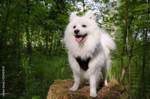 Happy japanese spitz in forest
