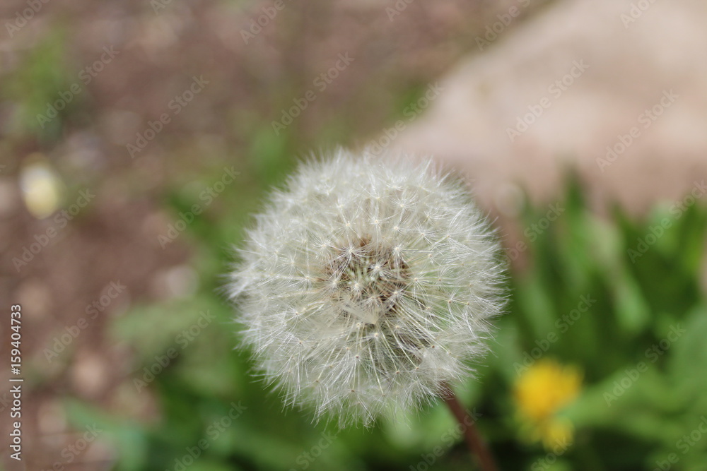 flower flower