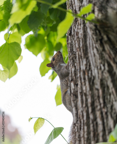 Grey squirrel, Sciuridae, on tree trunk poses to portrait photography © Tommy Lee Walker