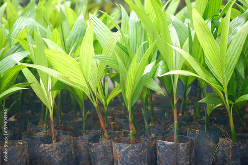 seedling