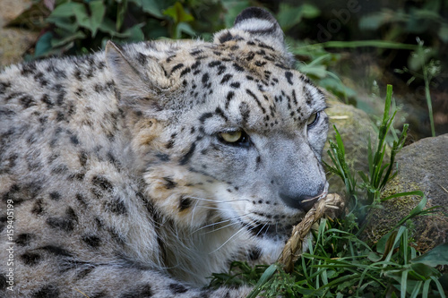 Snow leopard - ユキヒョウ２