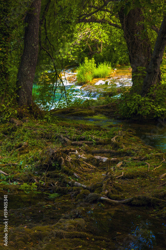 Fotografie Forest, Tree and River