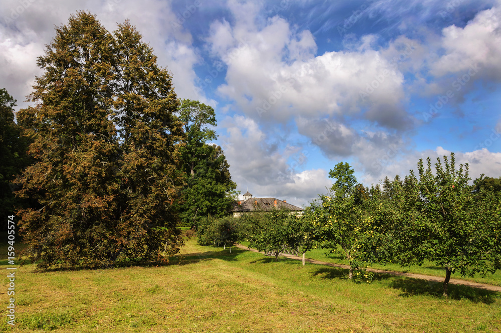 Apple trees in park