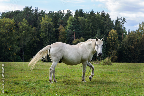 White horse on a green meadow © Vic