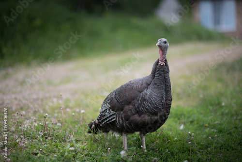 Domestic turkey stay on the summer field