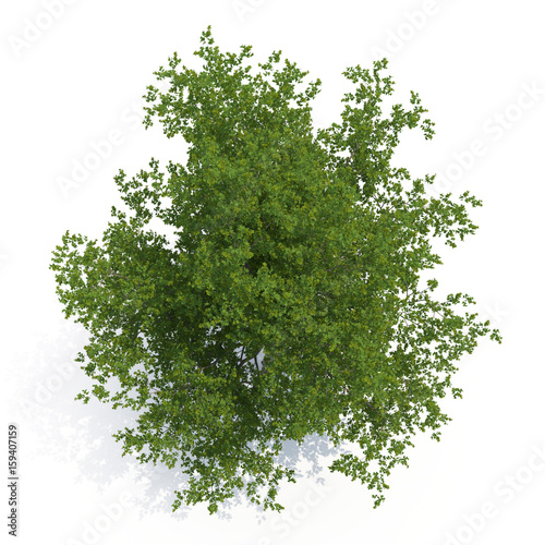 Old Green summer oak tree isolated on white. 3D illustration