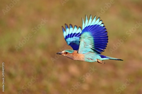 Indian roller sitting on a tree with the nice soft background/Indian roller with the nice soft background/Kaziranga National Park in indian Assam photo