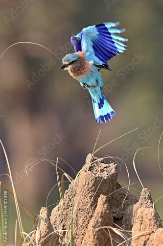 Indian roller sitting on a tree with the nice soft background/Indian roller with the nice soft background/Kaziranga National Park in indian Assam photo