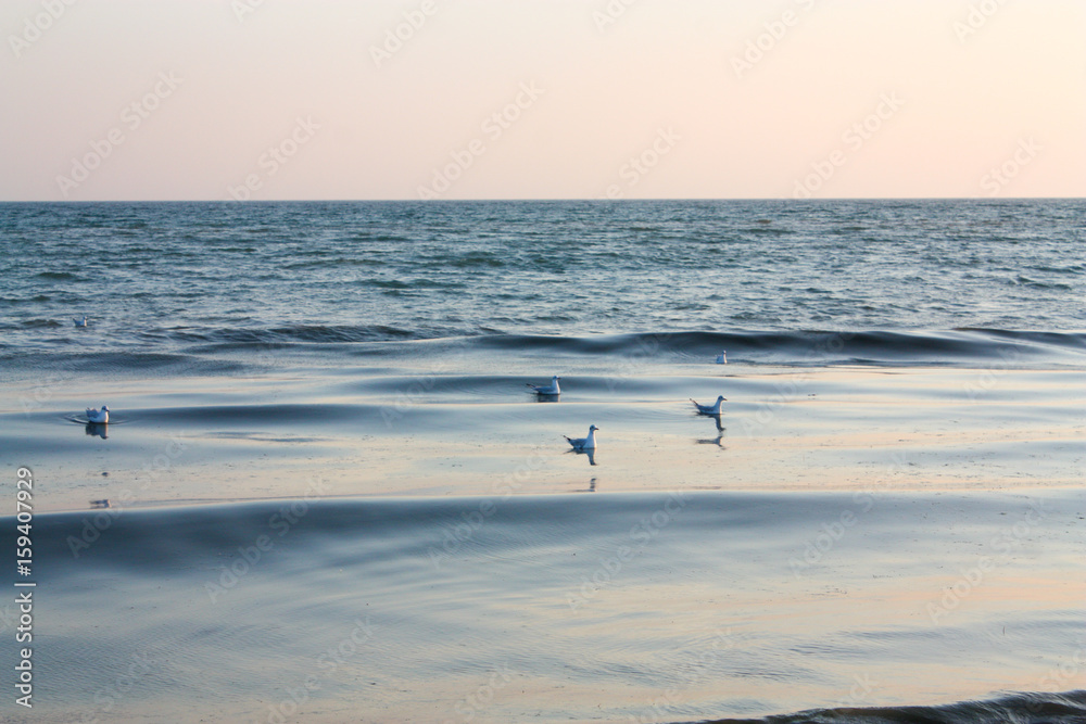 Many gulls float on water Many gulls float on water