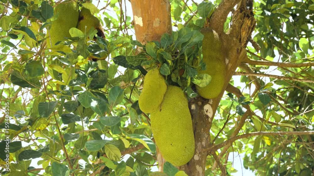 Jackfruit Tree and young Jackfruits. Tree branch full of jack fruits.4k, Philippines,Palawan, Busuanga.
