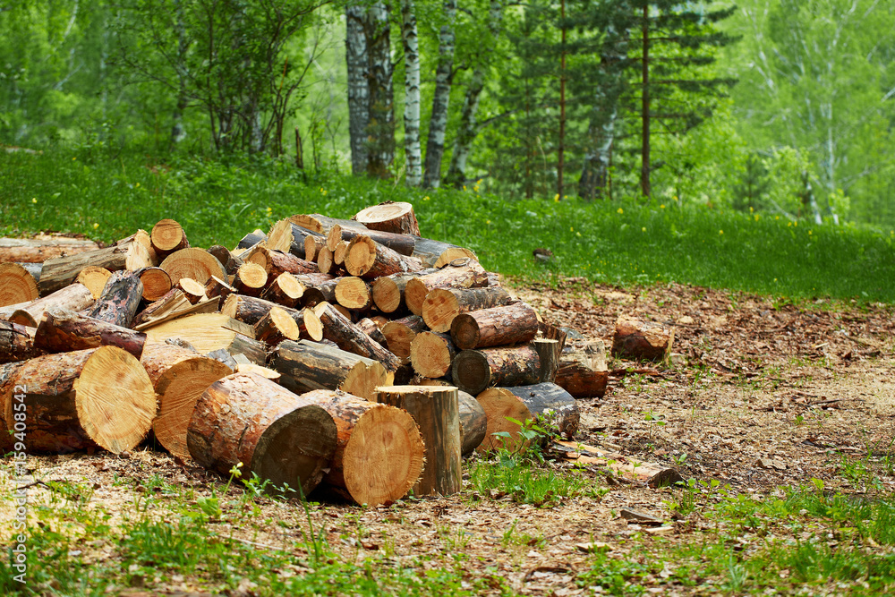 A pile of firewood in the forest. The concept of nature protection, environment, destruction of forests, harvesting of wood A pile of firewood in the forest. The concept of nature protection, environment, destruction of forests, harvesting of wood