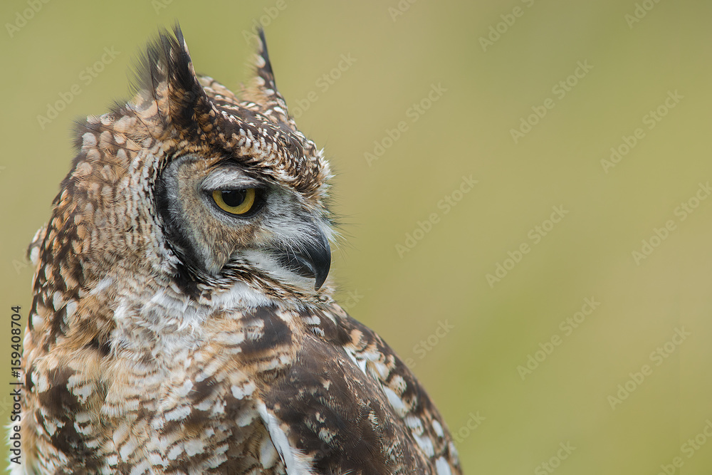 Fototapeta premium A close up head profile portrait of a spotted eagle owl facing right and set to the left of the photograph 