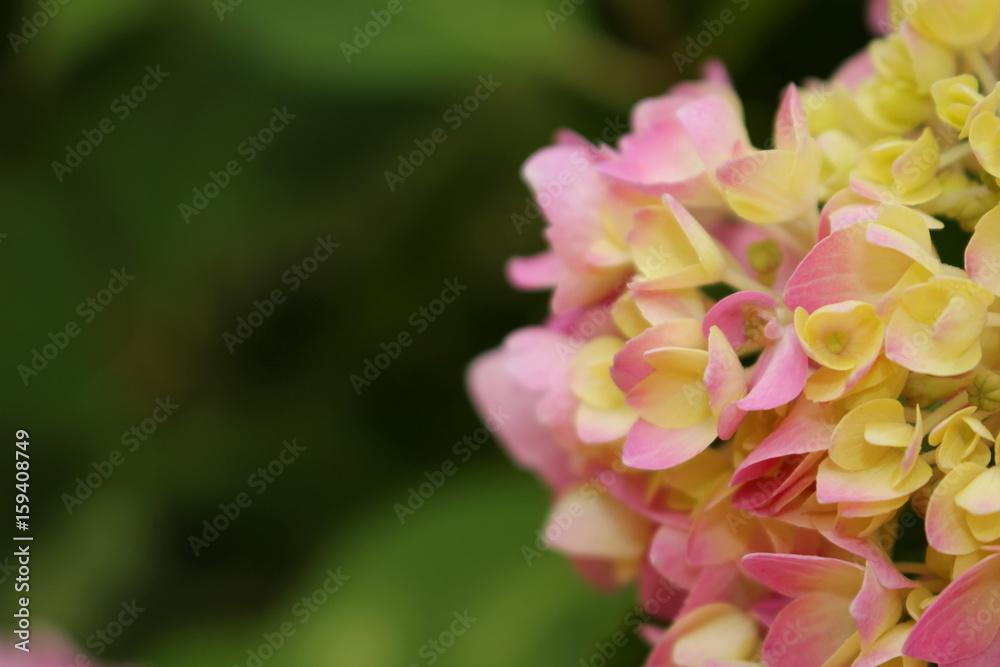  красивый цветок гортензия на размытом фоне, розового цвета       