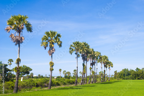 Betel palm tree on green filed background 
