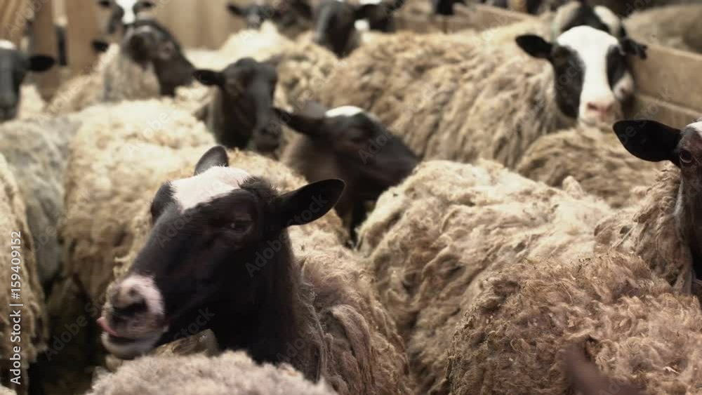 Close up of sheep's head in the herd. Field, farming. Close up of sheep's head in the herd. Field, farming.